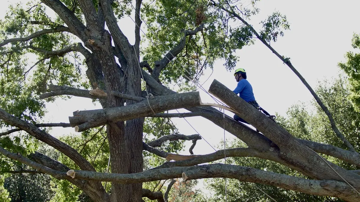 Professional Crown Thinning performed by certified arborists in Castana