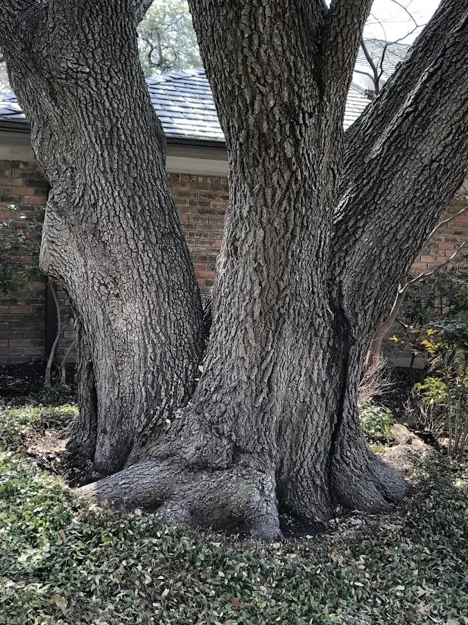 Mature heritage tree close to a Castana property cared for by certified arborists